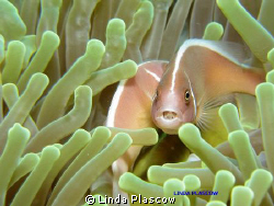 Clown Fish. Unusual photo as it has a bacteria in its mouth. by Linda Plascow 